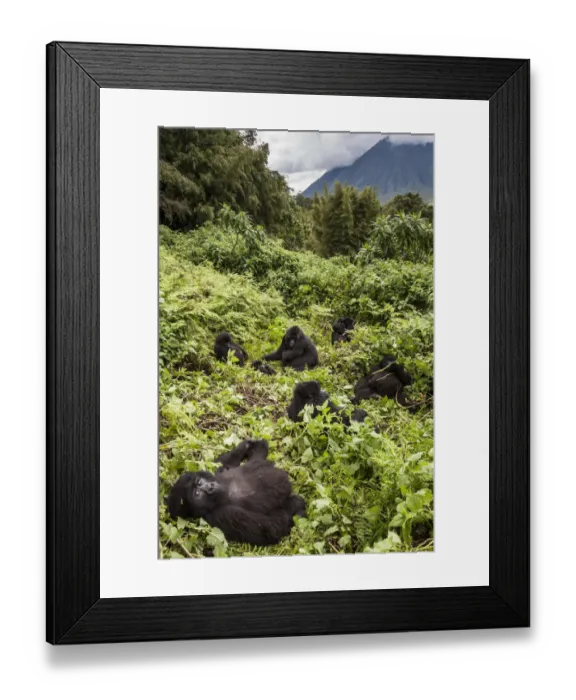 Framed Print : Mountain gorillas (Gorilla beringei) Agashya Group resting on hillside (Former 13 Group) Framed Print : Mountain gorillas (Gorilla beringei) Agashya Group resting on hillside (Former 13 Group)