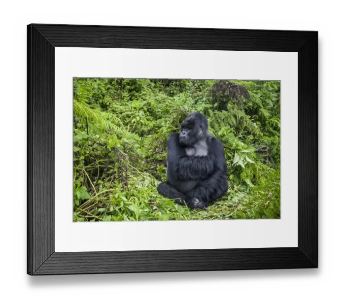 Framed Print : Mountain gorilla (Gorilla beringei) male silverback at rest, Susa group, Volcanoes National Park Framed Print : Mountain gorilla (Gorilla beringei) male silverback at rest, Susa group, Volcanoes National Park