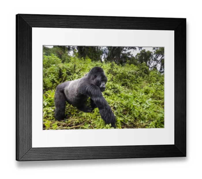 Framed Print : Mountain gorilla (Gorilla beringei) male silverback walking past, Susa group, Volcanoes Framed Print : Mountain gorilla (Gorilla beringei) male silverback walking past, Susa group, Volcanoes