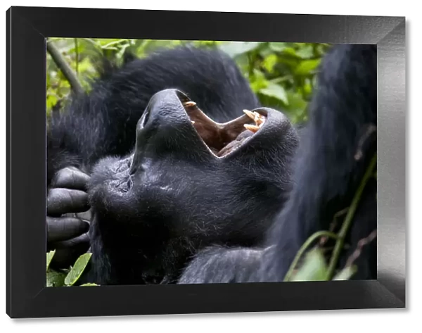 Mountain gorilla (Gorilla beringei) resting on back yawning, Bwindi Impenetrable Forest