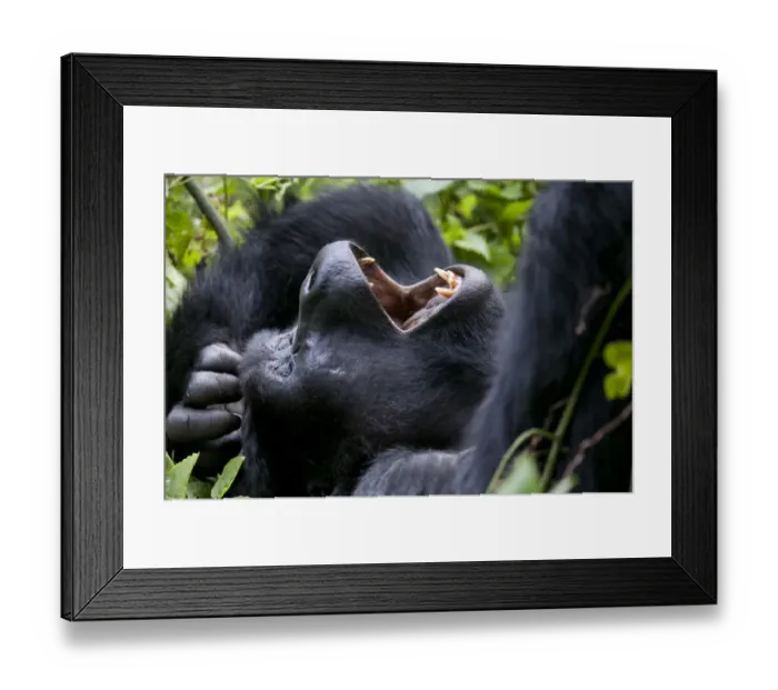 Framed Print : Mountain gorilla (Gorilla beringei) resting on back yawning, Bwindi Impenetrable Forest Framed Print : Mountain gorilla (Gorilla beringei) resting on back yawning, Bwindi Impenetrable Forest