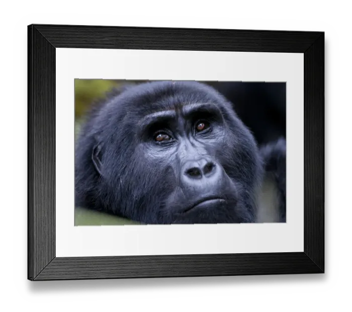 Framed Print : Mountain gorilla portrait (Gorilla gorilla), Bwindi Impenetrable Forest, Uganda Framed Print : Mountain gorilla portrait (Gorilla gorilla), Bwindi Impenetrable Forest, Uganda
