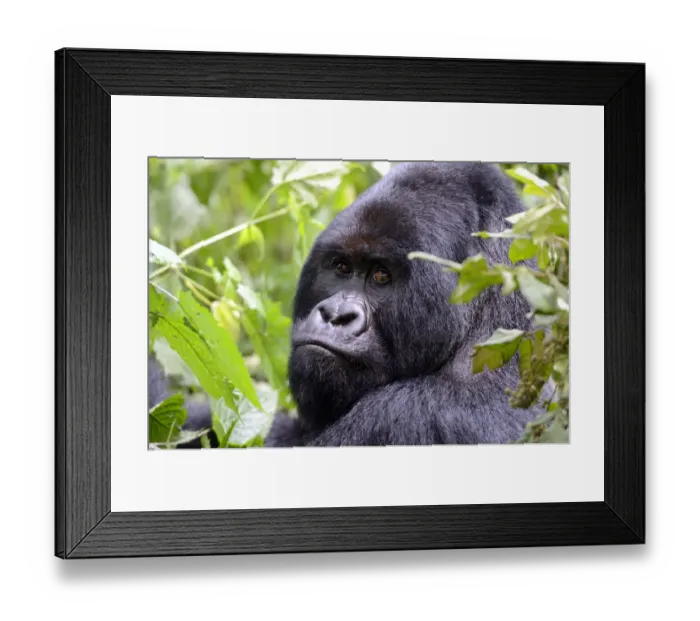 Framed Print : Portrait of male silverback Mountain gorilla (Gorilla beringei beringei) Virunga National Park