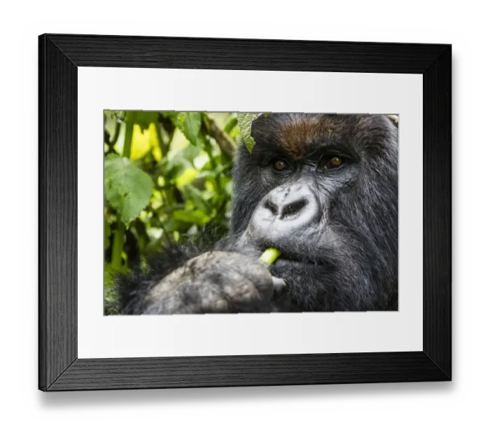 Framed Print : Mountain gorilla (Gorilla gorilla beringei) close up of silverback eating, Volcanoes National Park Framed Print : Mountain gorilla (Gorilla gorilla beringei) close up of silverback eating, Volcanoes National Park