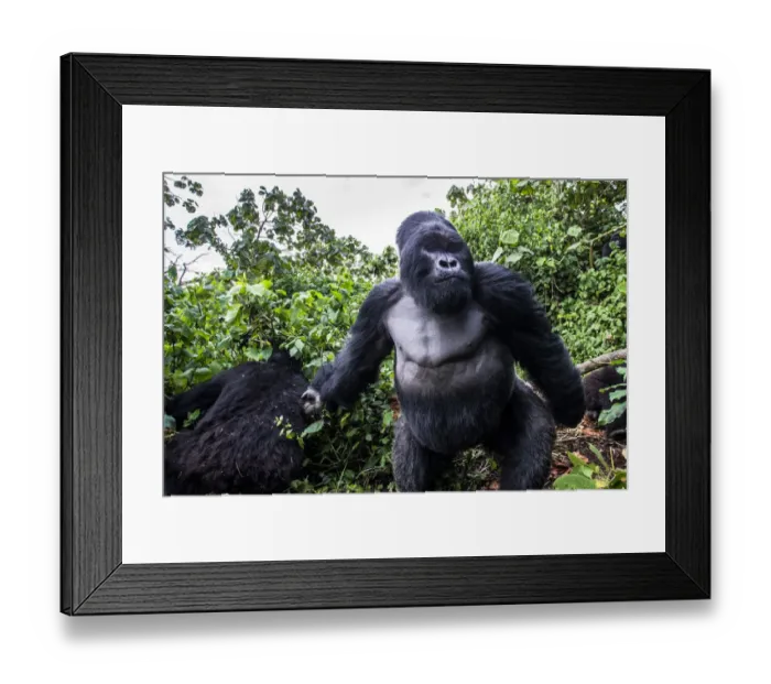 Framed Print : Mountain gorilla (Gorilla gorilla beringei) dominant silverback Akarevuro completely Framed Print : Mountain gorilla (Gorilla gorilla beringei) dominant silverback Akarevuro completely