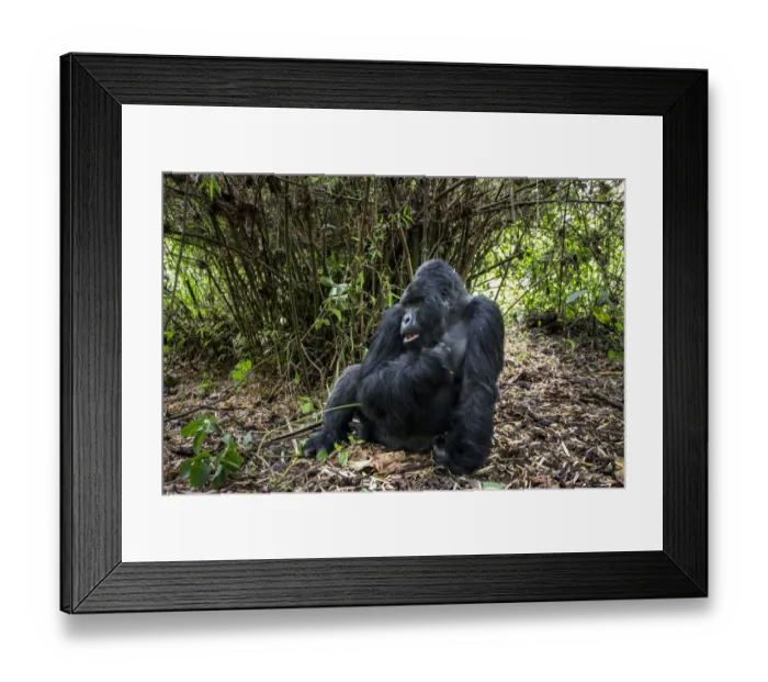 Framed Print : Mountain gorilla (Gorilla gorilla beringei) dominant silverback Akarevuro completely Framed Print : Mountain gorilla (Gorilla gorilla beringei) dominant silverback Akarevuro completely