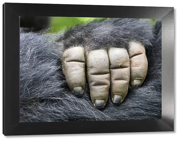 Moutain gorilla (Gorilla beringei beringei) close up of hand, Virunga National Park