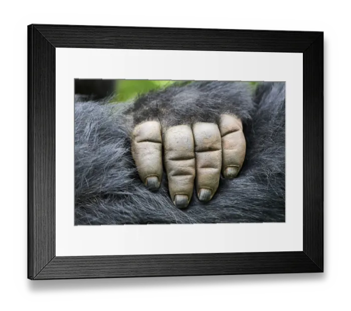 Framed Print : Moutain gorilla (Gorilla beringei beringei) close up of hand, Virunga National Park Framed Print : Moutain gorilla (Gorilla beringei beringei) close up of hand, Virunga National Park