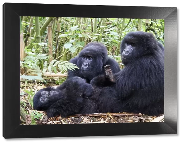 Mountain gorillas (Gorilla gorilla beringei) grooming, members of the Munyaga group