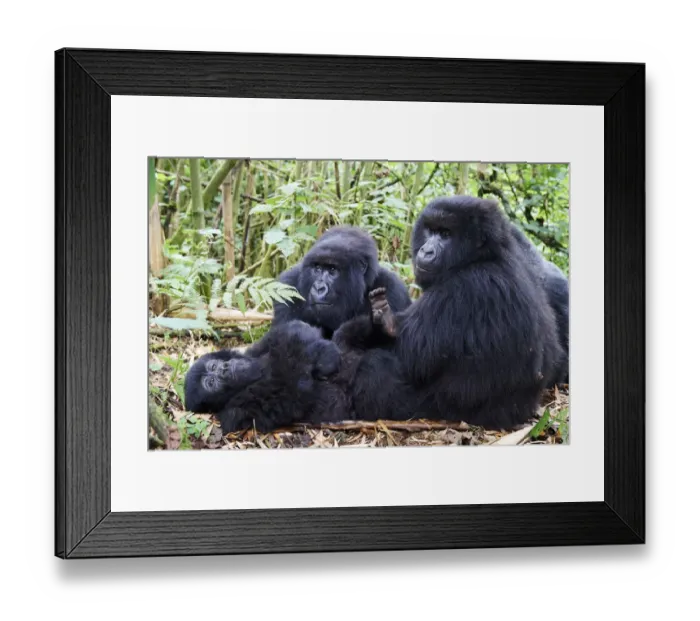 Framed Print : Mountain gorillas (Gorilla gorilla beringei) grooming, members of the Munyaga group Framed Print : Mountain gorillas (Gorilla gorilla beringei) grooming, members of the Munyaga group