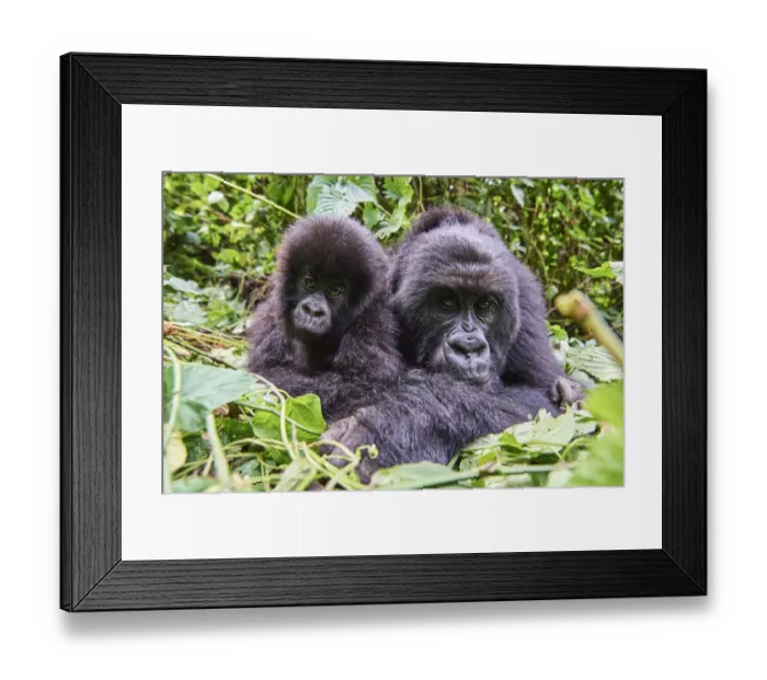 Framed Print : Mountain gorilla (Gorilla beringei beringei) female resting with her baby, members Framed Print : Mountain gorilla (Gorilla beringei beringei) female resting with her baby, members