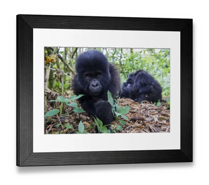 Framed Print : Mountain gorilla (Gorilla beringei beringei) juvenile male, aged 2 years, approaching camera Framed Print : Mountain gorilla (Gorilla beringei beringei) juvenile male, aged 2 years, approaching camera