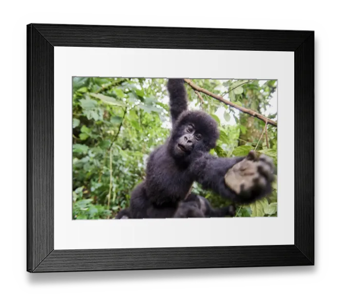 Framed Print : Mountain gorilla (Gorilla beringei beringei) juvenile hanging from branch trying to grab the camera Framed Print : Mountain gorilla (Gorilla beringei beringei) juvenile hanging from branch trying to grab the camera