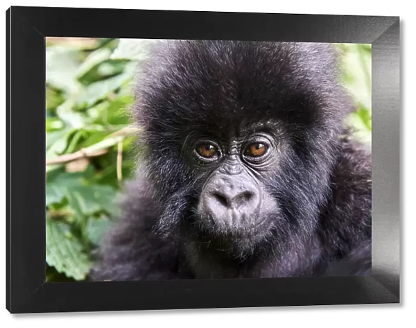 Mountain gorilla (Gorilla beringei beringei) baby, portrait, member of the Humba group