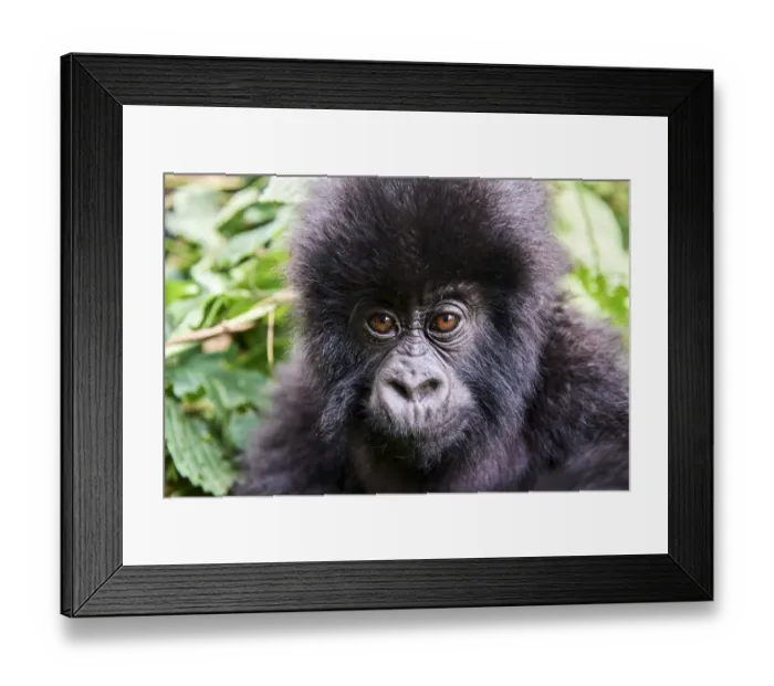 Framed Print : Mountain gorilla (Gorilla beringei beringei) baby, portrait, member of the Humba group Framed Print : Mountain gorilla (Gorilla beringei beringei) baby, portrait, member of the Humba group