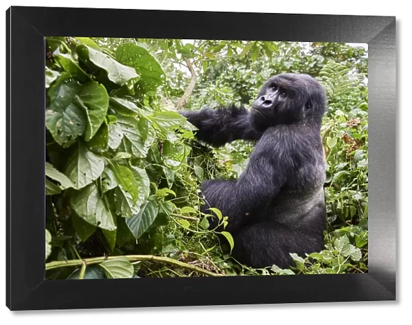 Mountain gorilla (Gorilla beringei beringei) silverback male, ember of the Kabirizi group