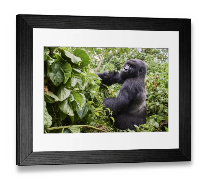 Framed Print : Mountain gorilla (Gorilla beringei beringei) silverback male, ember of the Kabirizi group Framed Print : Mountain gorilla (Gorilla beringei beringei) silverback male, ember of the Kabirizi group