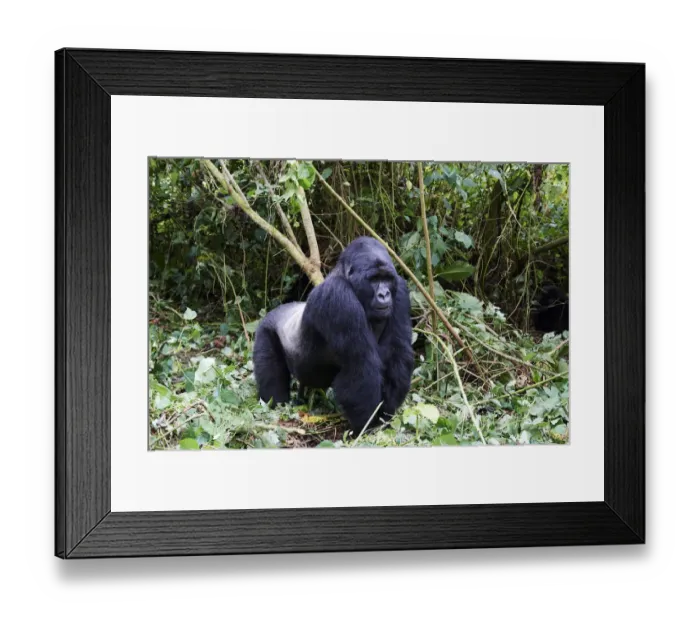 Framed Print : Mountain gorilla (Gorilla beringei beringei) silverback male, member of the Bageni group Framed Print : Mountain gorilla (Gorilla beringei beringei) silverback male, member of the Bageni group