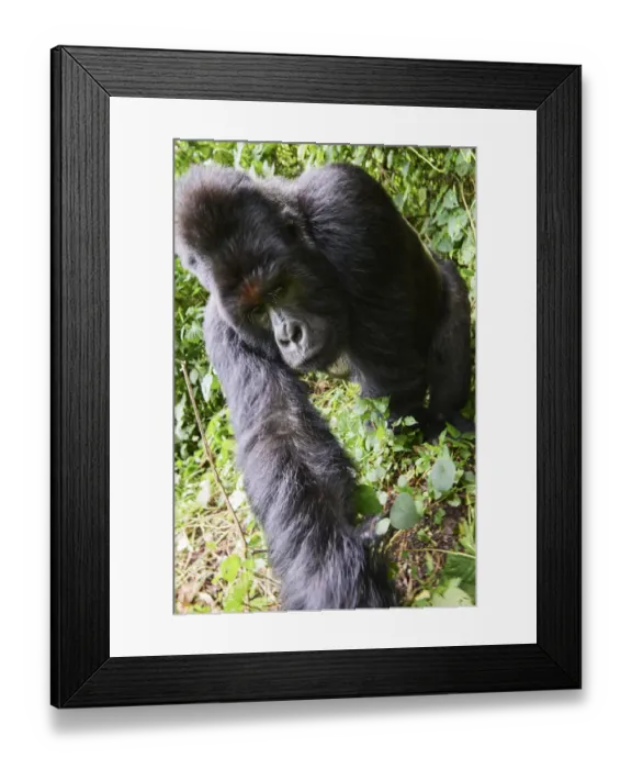 Framed Print : Mountain gorilla (Gorilla beringei beringei) silverback male, member of the Humba group Framed Print : Mountain gorilla (Gorilla beringei beringei) silverback male, member of the Humba group