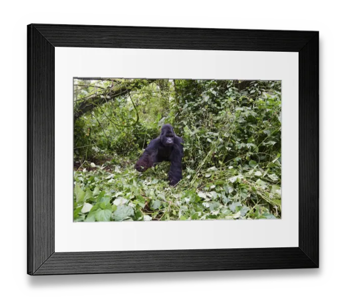 Framed Print : Mountain gorilla (Gorilla beringei beringei) silverback male Humba feeding on Driver ant Framed Print : Mountain gorilla (Gorilla beringei beringei) silverback male Humba feeding on Driver ant