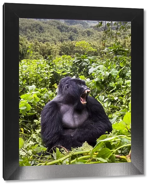 Mountain gorilla (Gorilla gorilla beringei) silverback Gihishamwotsi displaying, Sabyinyo Group