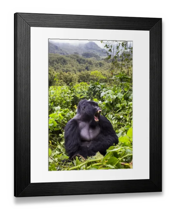 Framed Print : Mountain gorilla (Gorilla gorilla beringei) silverback Gihishamwotsi displaying, Sabyinyo Group Framed Print : Mountain gorilla (Gorilla gorilla beringei) silverback Gihishamwotsi displaying, Sabyinyo Group