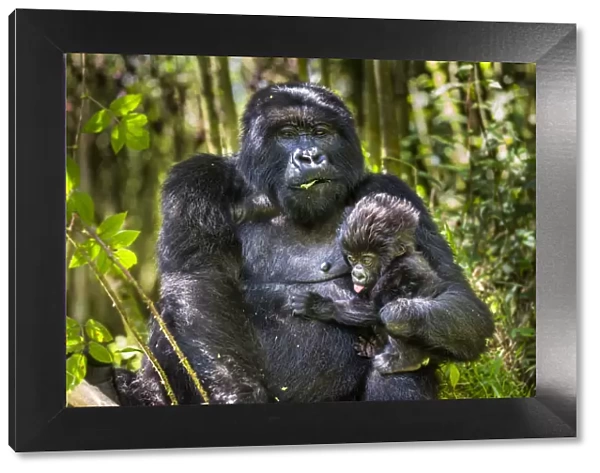 Mountain gorilla (Gorilla gorilla beringei) female holding her infant, Sabinyio Group