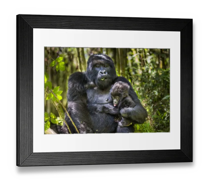 Framed Print : Mountain gorilla (Gorilla gorilla beringei) female holding her infant, Sabinyio Group Framed Print : Mountain gorilla (Gorilla gorilla beringei) female holding her infant, Sabinyio Group