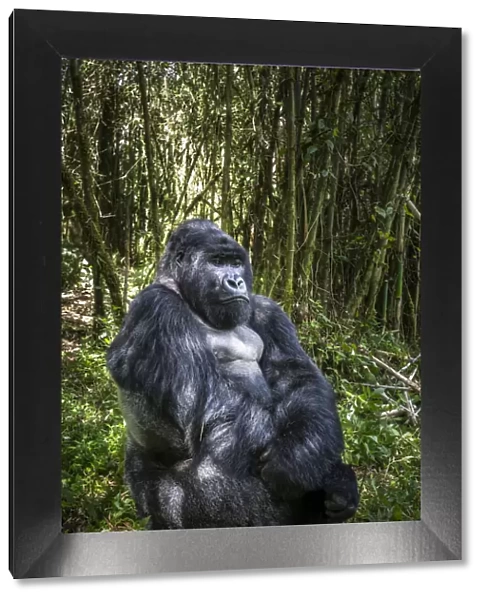 Mountain gorilla (Gorilla gorilla beringei) dominant male silverback at rest, Agashya Group