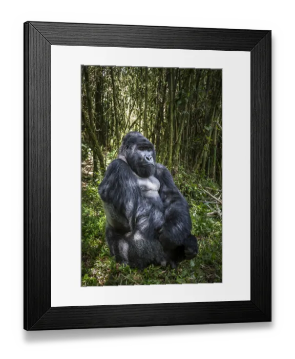 Framed Print : Mountain gorilla (Gorilla gorilla beringei) dominant male silverback at rest, Agashya Group Framed Print : Mountain gorilla (Gorilla gorilla beringei) dominant male silverback at rest, Agashya Group