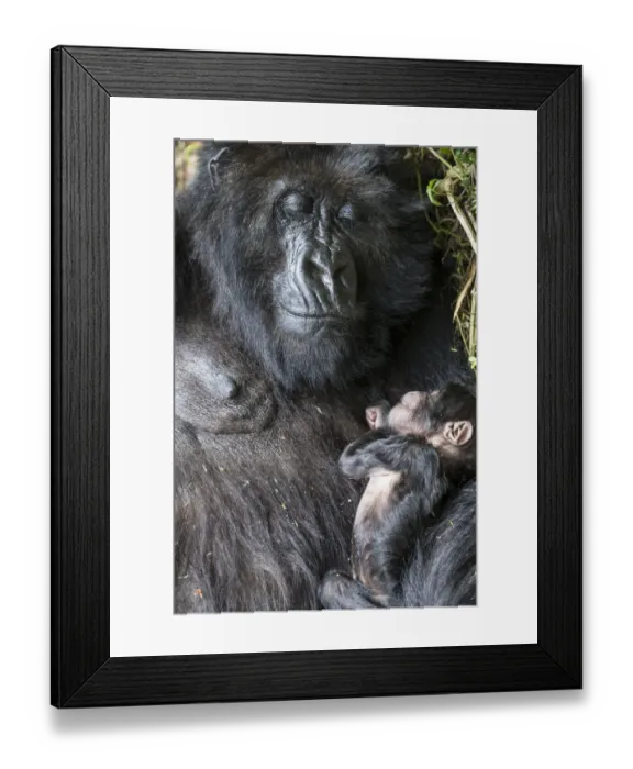 Framed Print : Mountain gorilla (Gorilla gorilla beringei) 10-day newborn sleeping with mother, Amahoro Group Framed Print : Mountain gorilla (Gorilla gorilla beringei) 10-day newborn sleeping with mother, Amahoro Group