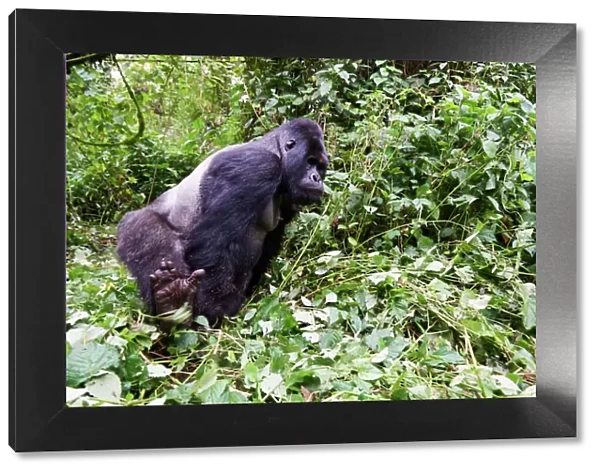 Mountain gorilla (Gorilla beringei beringei) silverback male Humba with