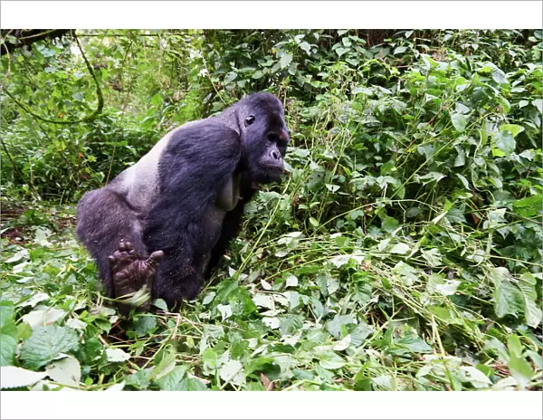 Mountain gorilla (Gorilla beringei beringei) silverback male Humba with