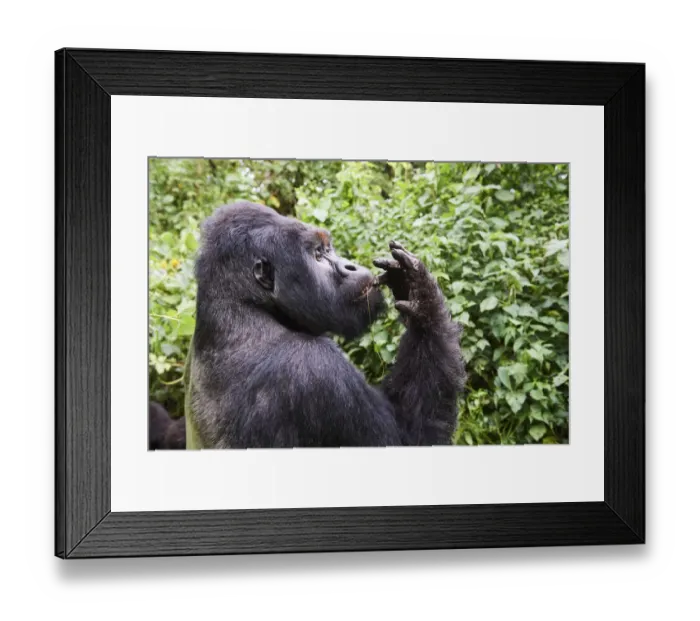 Framed Print : Mountain gorilla (Gorilla beringei beringei) silverback male Humba feeding Framed Print : Mountain gorilla (Gorilla beringei beringei) silverback male Humba feeding