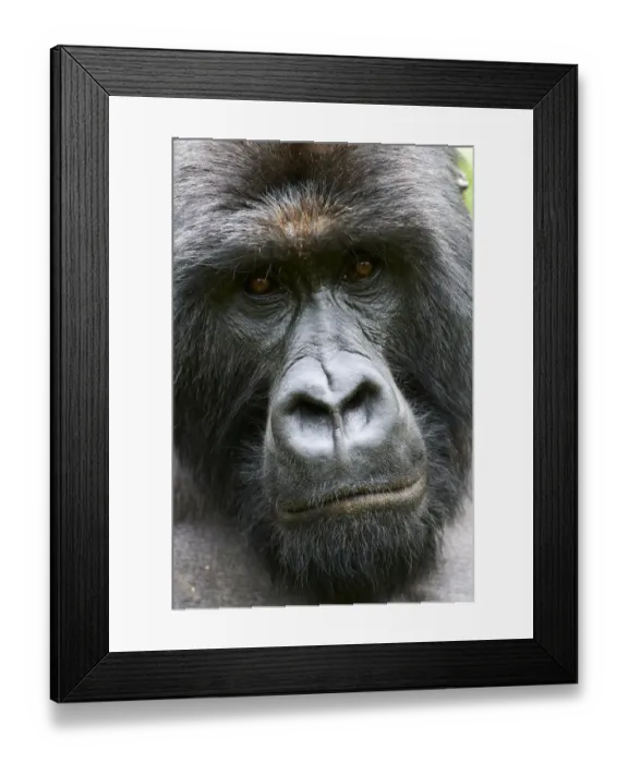 Framed Print : Mountain gorilla (Gorilla beringei beringei) silverback male, head portrait, member Framed Print : Mountain gorilla (Gorilla beringei beringei) silverback male, head portrait, member