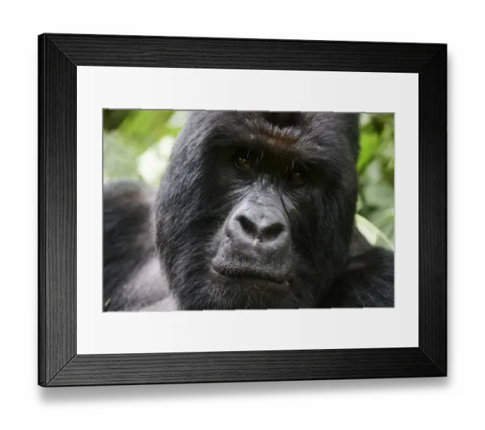 Framed Print : Mountain gorilla (Gorilla beringei beringei) silverback male, portrait, member of the Humba group Framed Print : Mountain gorilla (Gorilla beringei beringei) silverback male, portrait, member of the Humba group