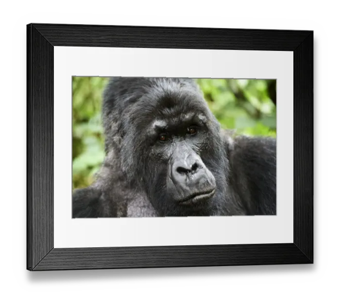 Framed Print : Mountain gorilla (Gorilla beringei beringei) silverback male, portrait, member of the Munyaga group Framed Print : Mountain gorilla (Gorilla beringei beringei) silverback male, portrait, member of the Munyaga group