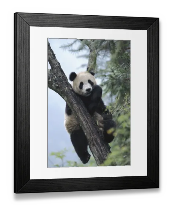 Framed Print : Giant panda eating in tree. Wolong Nature Reserve, China, Sichuan Framed Print : Giant panda eating in tree. Wolong Nature Reserve, China, Sichuan