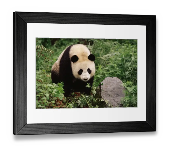 Framed Print : Giant panda {Ailuropoda melanoleuca} Qionglai Mts, Sichaun, China Framed Print : Giant panda {Ailuropoda melanoleuca} Qionglai Mts, Sichaun, China