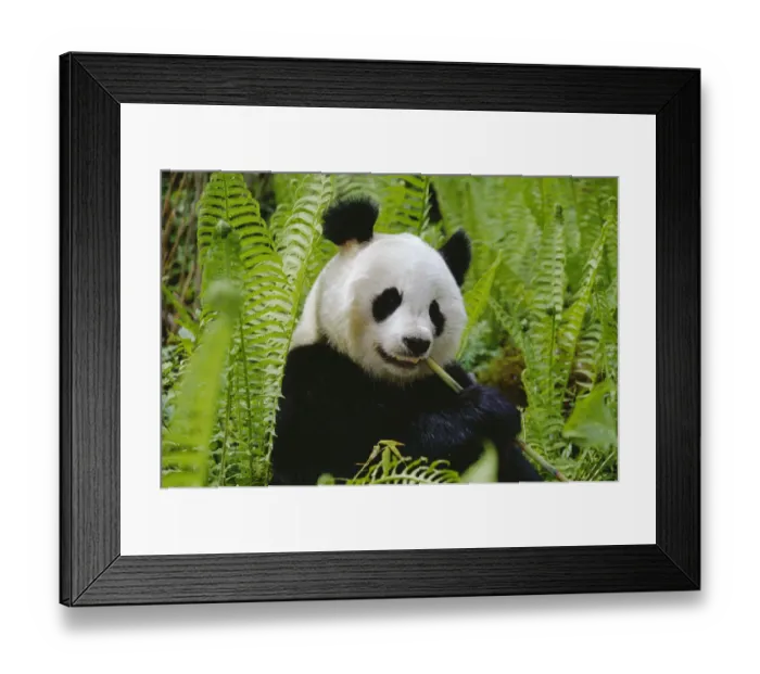 Framed Print : Giant panda feeding {Ailuropoda melanoleuca} Qionglai mtns, Sichuan, China Framed Print : Giant panda feeding {Ailuropoda melanoleuca} Qionglai mtns, Sichuan, China