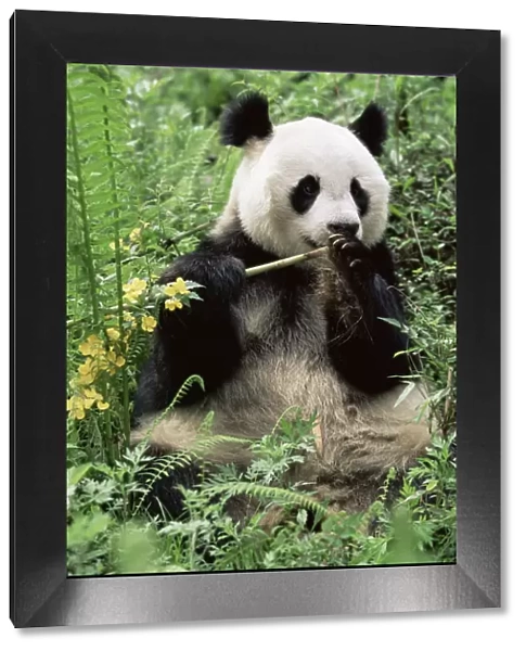 D - Giant panda {Ailuropoda melanoleuca} Wolong NR, Qionglai mts, Sichuan, China