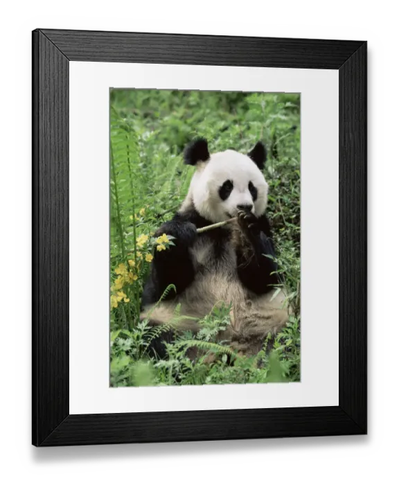 Framed Print : D - Giant panda {Ailuropoda melanoleuca} Wolong NR, Qionglai mts, Sichuan, China Framed Print : D - Giant panda {Ailuropoda melanoleuca} Wolong NR, Qionglai mts, Sichuan, China