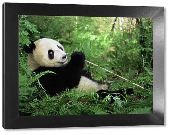 Giant panda eating bamboo {Ailuropoda melanoleuca} Wolong NR, Qionglai mts, Sichuan