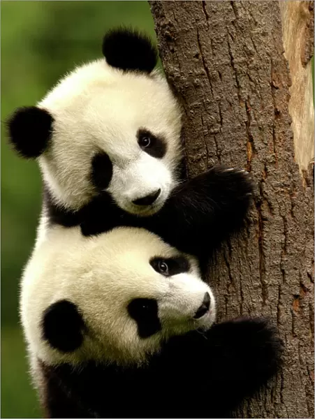 Juvenile Giant Pandas (Ailuropoda melanoleuca) climbing a tree trunk, Wolong China Conservation
