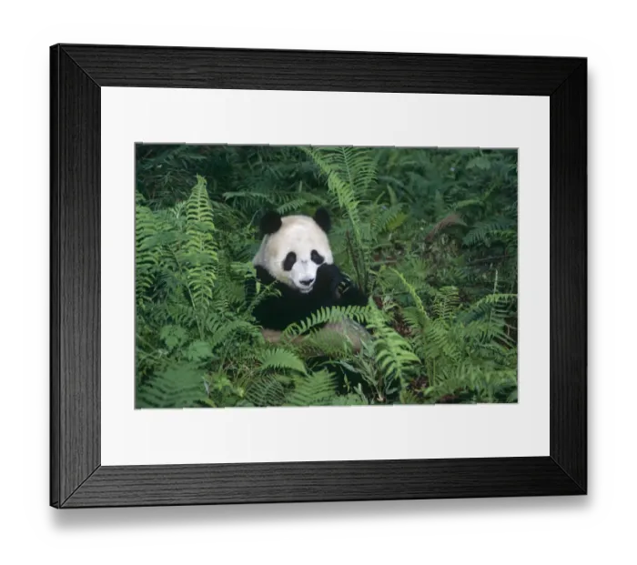 Framed Print : Giant panda {Ailuropoda melanoleuca} Wolong Nature Reserve, Sichuan, China Framed Print : Giant panda {Ailuropoda melanoleuca} Wolong Nature Reserve, Sichuan, China
