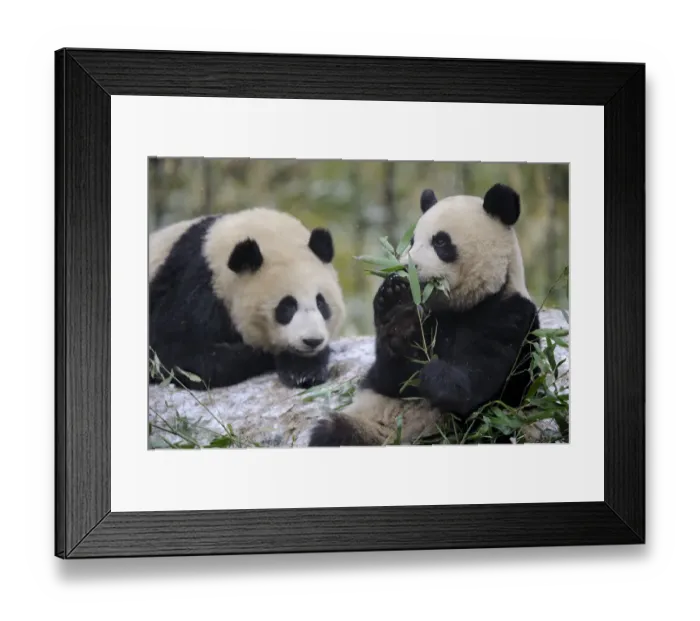 Framed Print : Two subadult Giant pandas (Ailuropoda melanoleuca) feeding on bamboo, Wolong Nature Reserve Framed Print : Two subadult Giant pandas (Ailuropoda melanoleuca) feeding on bamboo, Wolong Nature Reserve