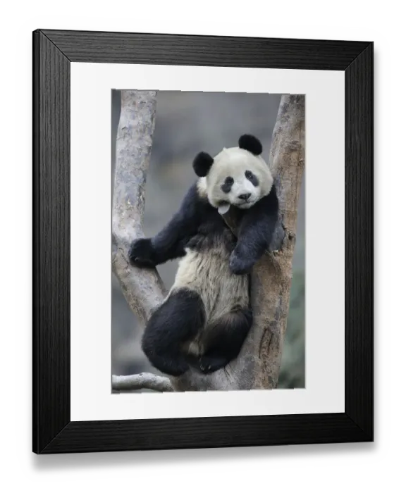 Framed Print : Subadult Giant panda (Ailuropoda melanoleuca) climbing in a tree Wolong Nature Reserve Framed Print : Subadult Giant panda (Ailuropoda melanoleuca) climbing in a tree Wolong Nature Reserve