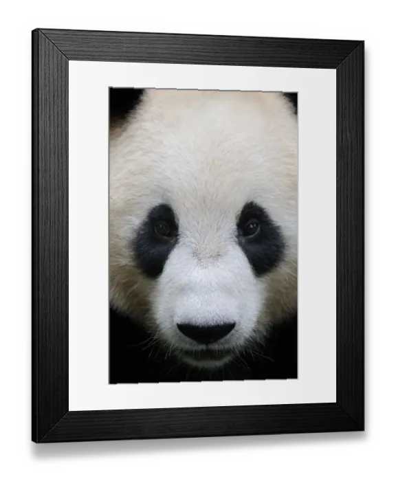 Framed Print : Head portrait of a Giant panda (Ailuropoda Melanoleuca) Bifengxia Giant Panda Breeding Framed Print : Head portrait of a Giant panda (Ailuropoda Melanoleuca) Bifengxia Giant Panda Breeding