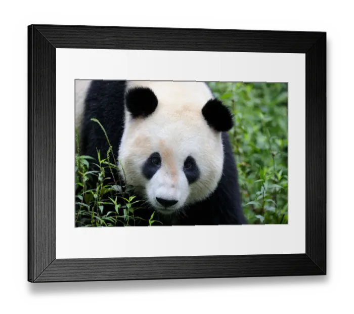 Framed Print : Head portrait of a Giant panda (Ailuropoda Melanoleuca) Bifengxia Giant Panda Breeding Framed Print : Head portrait of a Giant panda (Ailuropoda Melanoleuca) Bifengxia Giant Panda Breeding
