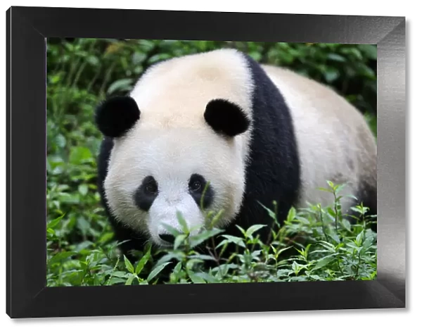 Giant panda (Ailuropoda Melanoleuca) Bifengxia Giant Panda Breeding and Conservation Center